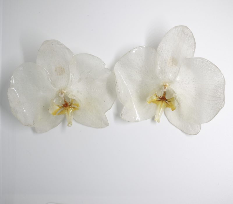 L'orchidée Ninia