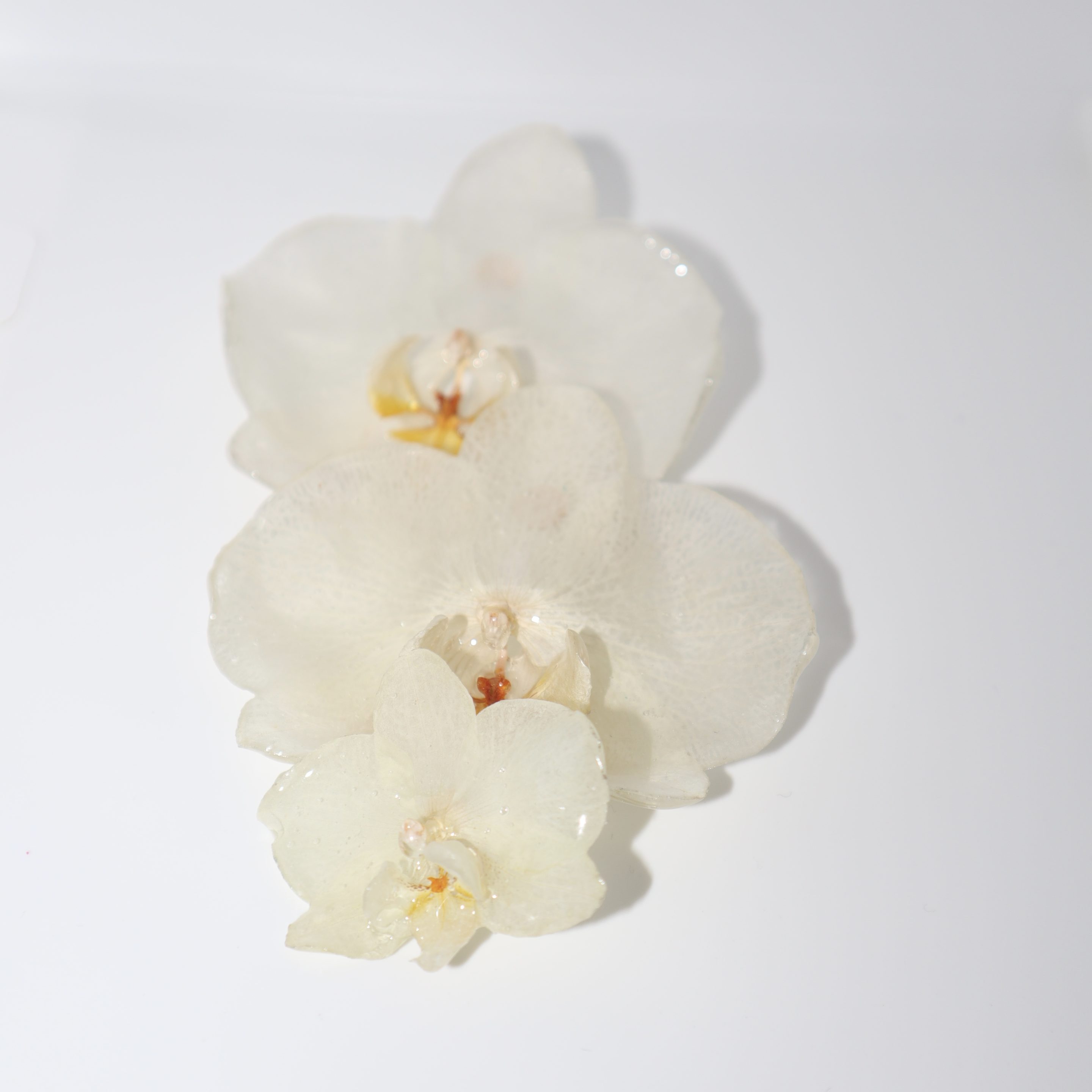L'orchidée Ninia